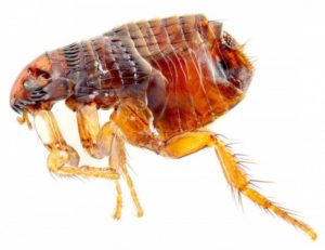 25 самых опасных насекомых на планете