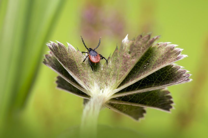 Шесть опасных насекомых России, встречи с которыми лучше избегать