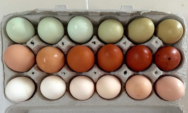 Чем на самом деле отличаются коричневые яйца от белых?