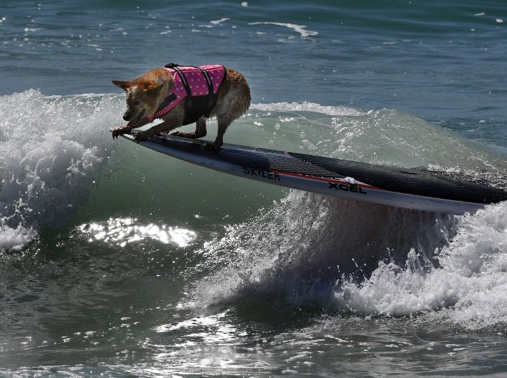 Ежегодные соревнования по собачьему серфингу