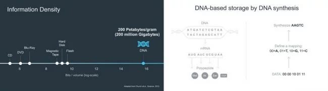 Когда у нас закончится место для хранения цифровых данных, мы будем использовать ДНК