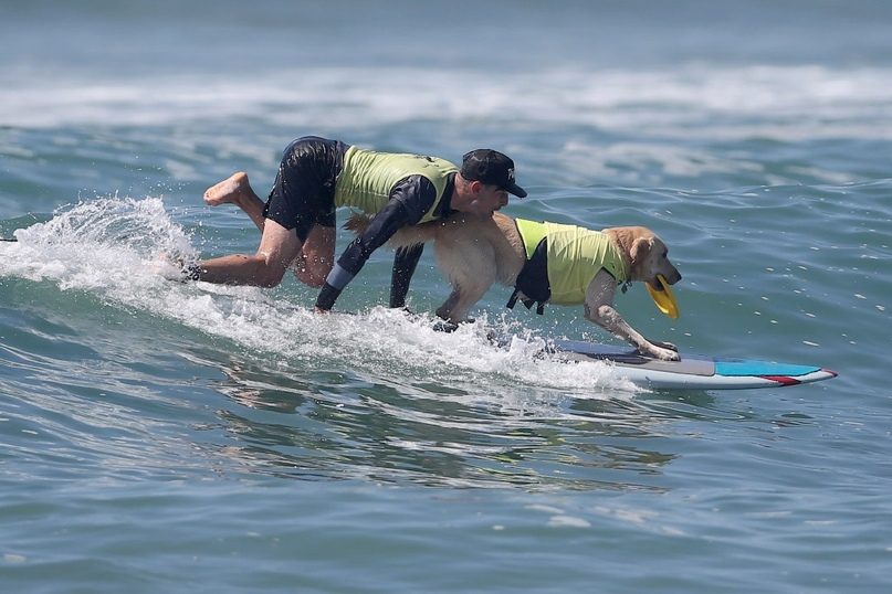 Ежегодные соревнования по собачьему серфингу