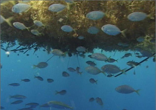 10 интересных фактов жизни морских обитателей