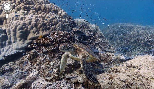 10 интересных фактов жизни морских обитателей