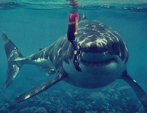 Сумасшедшие факты об акулах, которые вам могут быть интересны