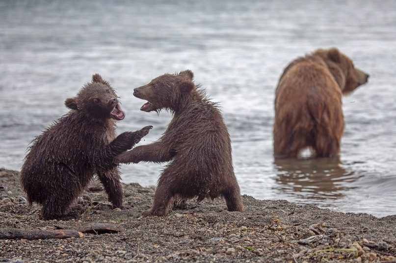 Где живут бурые медведи: 5 мест, где можно увидеть косолапого