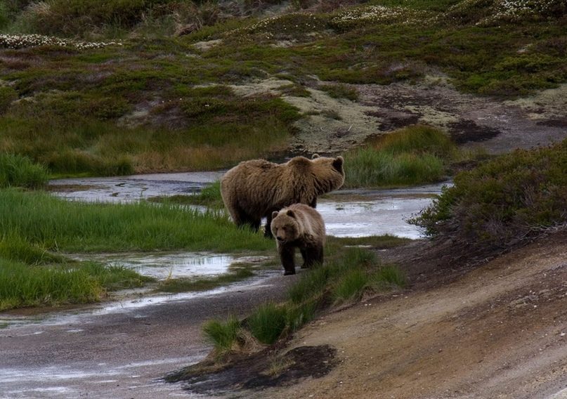 Где живут бурые медведи: 5 мест, где можно увидеть косолапого