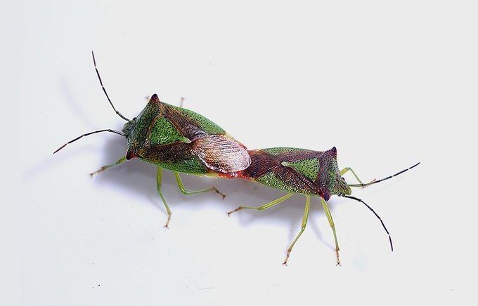 8 насекомых, которые заменят нам еду