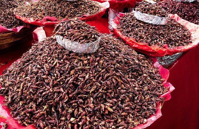 8 насекомых, которые заменят нам еду
