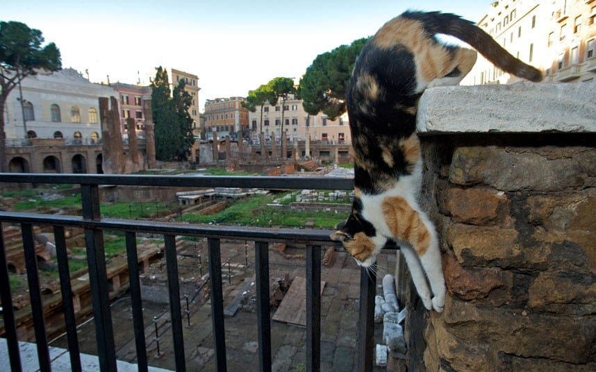 Как живется котикам в Риме