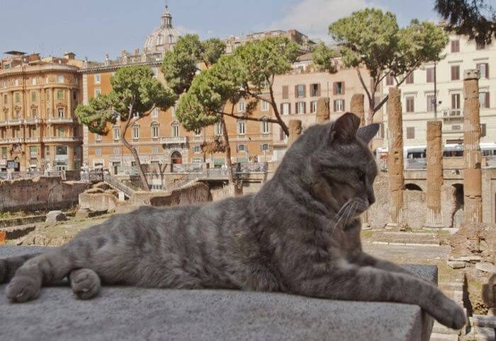 Как живется котикам в Риме