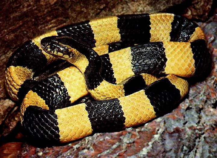 5 самых опасных змей с которыми могут столкнуться туристы в Таиланде