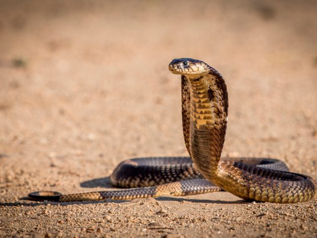 5 самых опасных змей с которыми могут столкнуться туристы в Таиланде