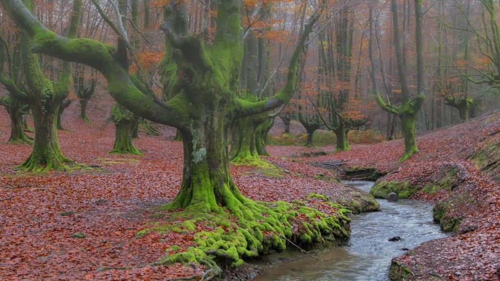 Топ-10 красивых лесов мира