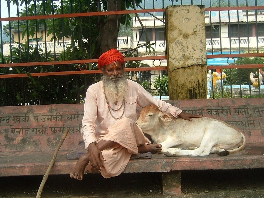 Коровы как священные животные в индуизме
