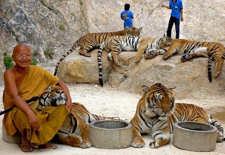 В чем привлекательность Тигриного монастыря Таиланда для туристов