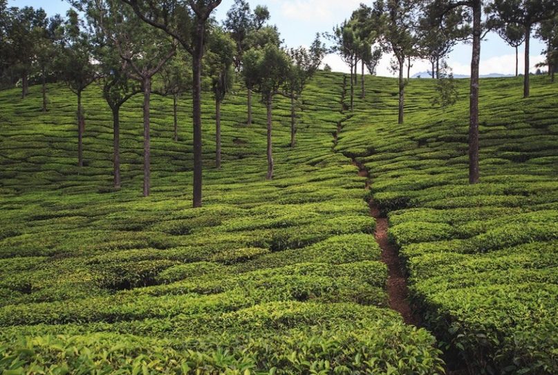 Чайные плантации Муннара.