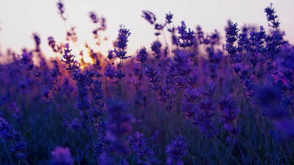 10 природных ароматов, которые меняют настроение