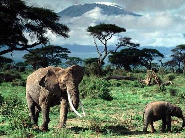 Слоны — единственные животные, у которых есть ритуал захоронения