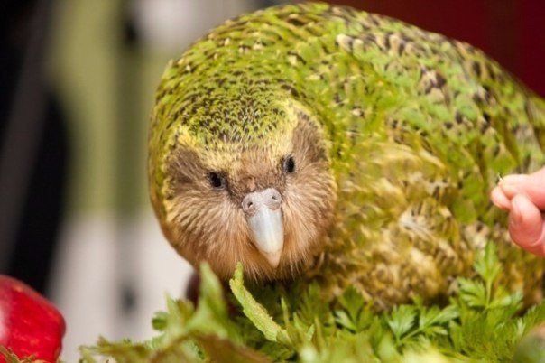 Самая необычная птица Какапо — сова-попугай