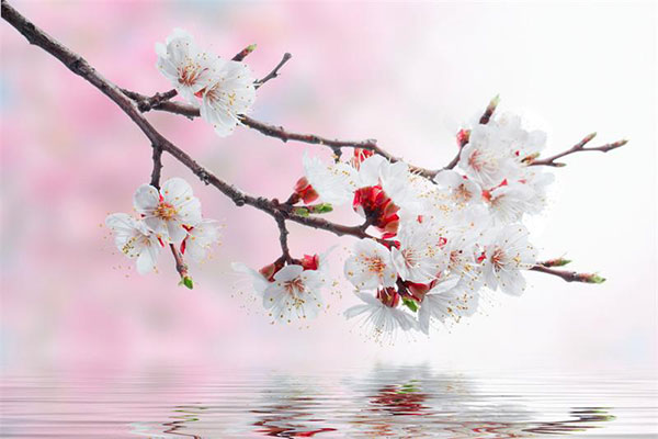 Ветка сакуры: символ весны