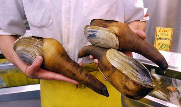 ​Геодак: факты о необычном моллюске