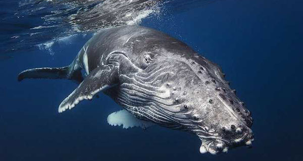 Зачем киты выпрыгивают из воды? Ученые нашли ответ