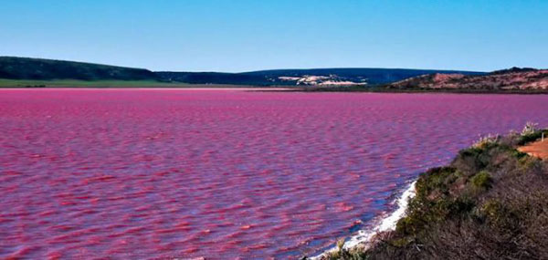 Розовое озеро Хиллер – самый загадочный водоём на Земле
