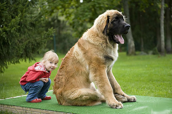 Самые крупные породы собак