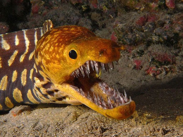 Тигровая рыба-мурена, опаснейший обитатель Атлантического океана