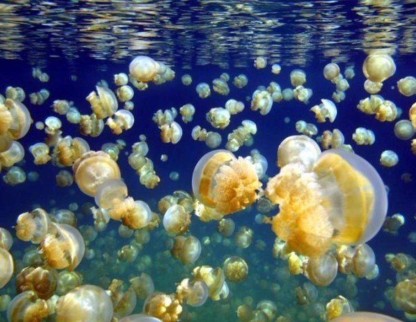 ​Ваш страшный кошмар: вы ныряете под воду, а там миллионы медуз