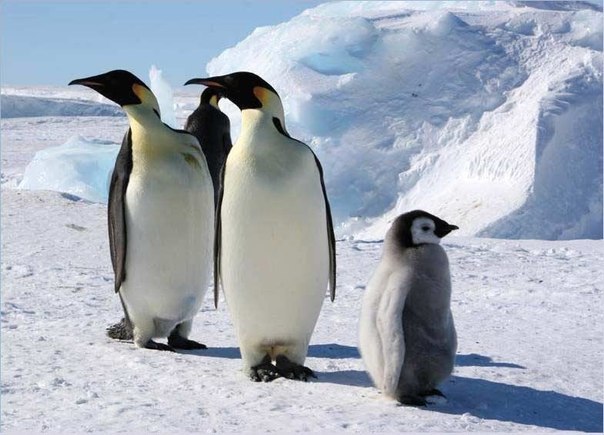 Почему у пингвинов не мерзнут ступни: интересные факты о пингвинах