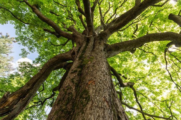10 ошеломительных фактов о деревьях
