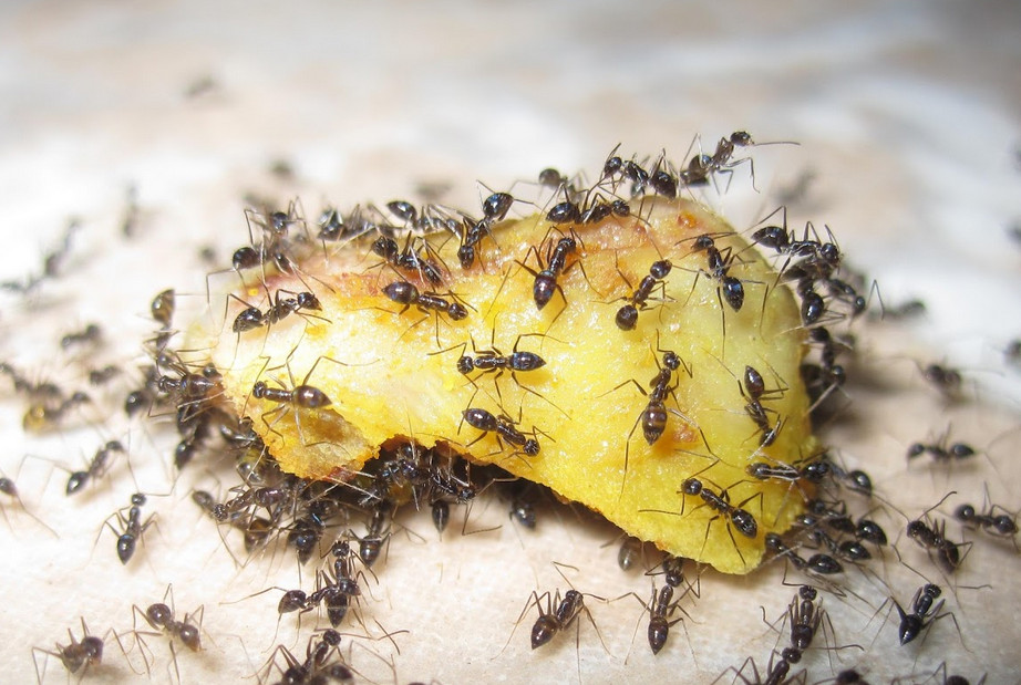 9 способов избавиться от муравьев в доме