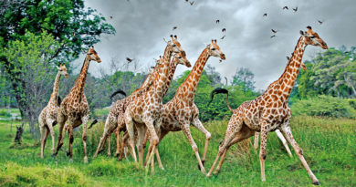 Жирафы снова удивили биологов