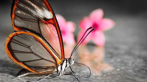 Бабочки-убийцы: что мы о них не знаем?