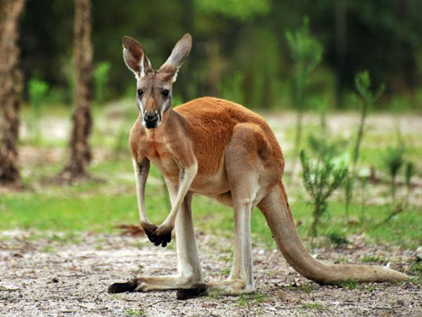 Интересные факты про кенгуру