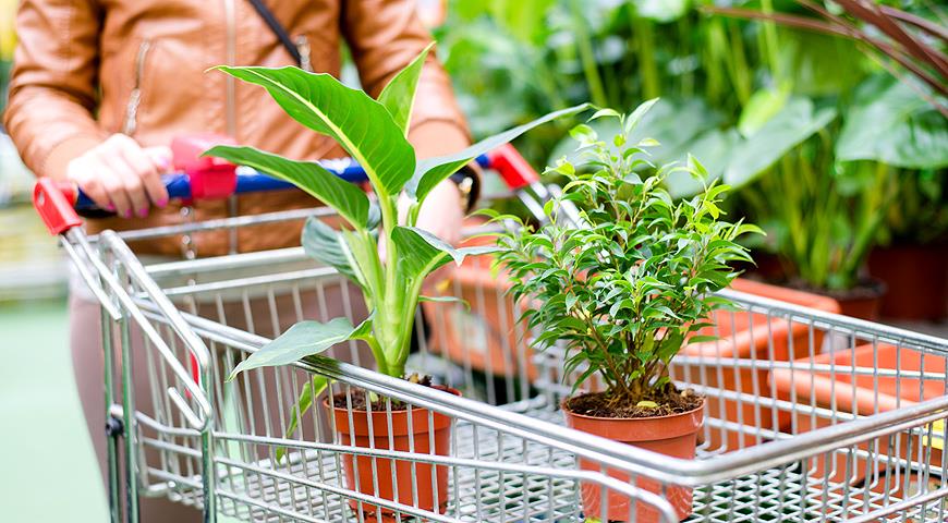 Как правильно покупать комнатные растения?