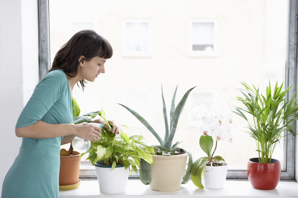 Несколько советов по уходу за комнатными растениями