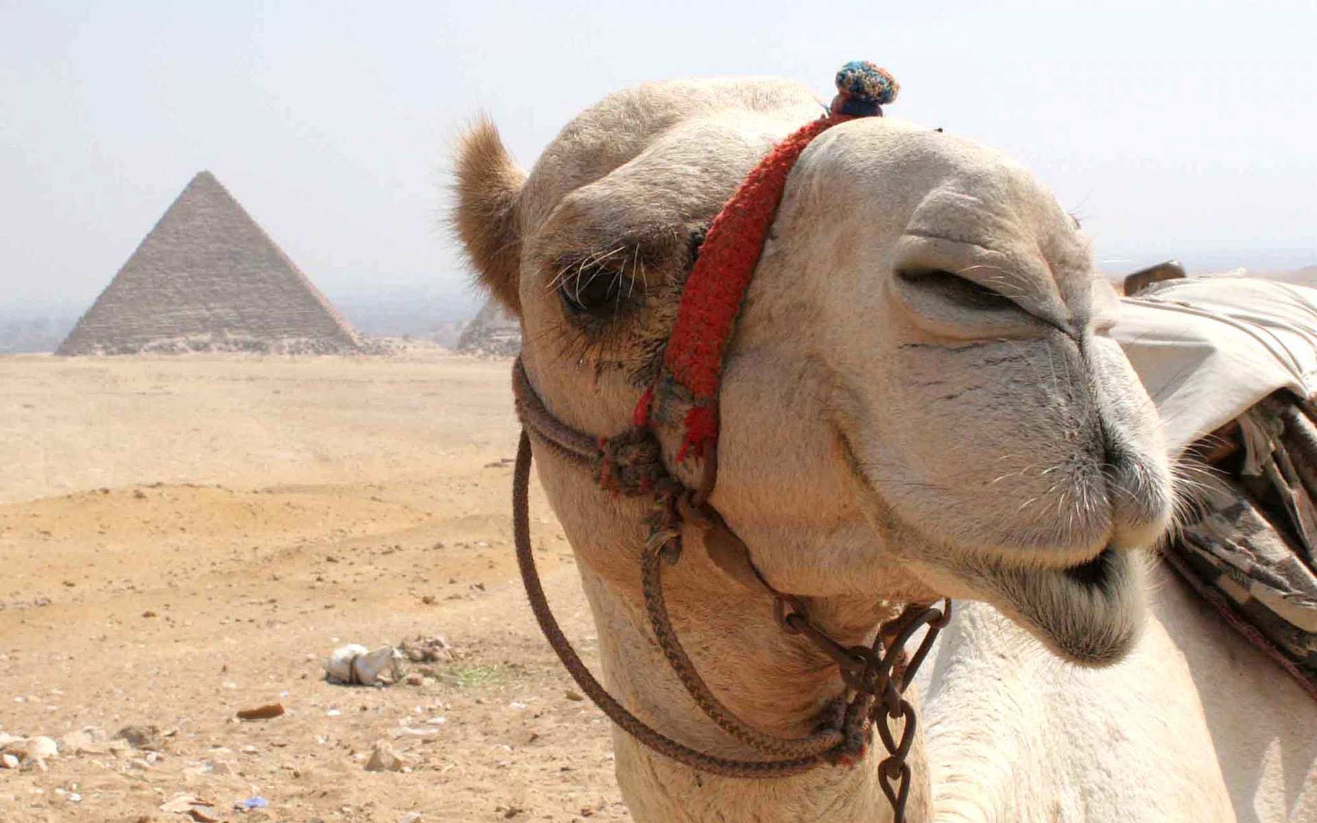 20 интересных фактов о верблюдах