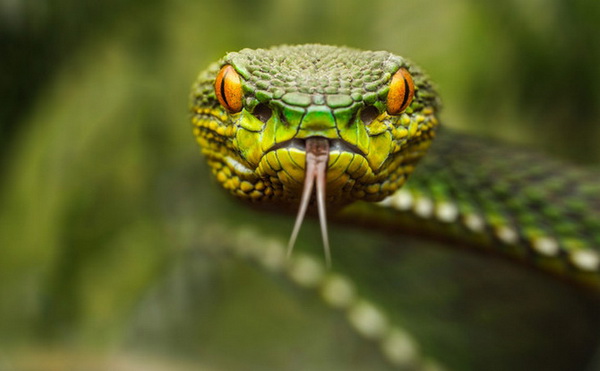 В Новой Зеландии змеи полностью запрещены
