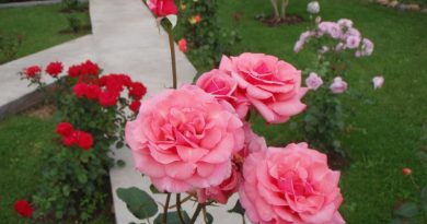 6 Ошибок в выращивании роз на даче