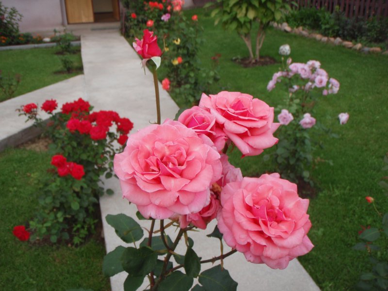 6 Ошибок в выращивании роз на даче