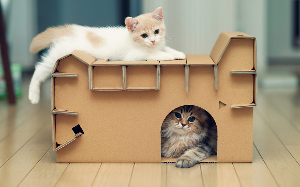 Для чего нужны в доме кошки?
