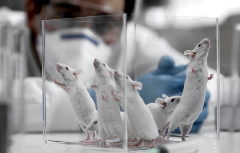Генная терапия избавила мышей от нарушений поведения