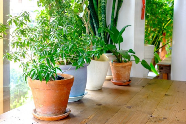 7 лучших растений для очистки воздуха внутри помещения