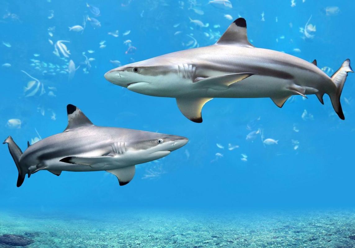 Сумасшедшие факты об акулах, которые вам могут быть интересны