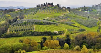 Под градусом: 5 лучших винодельческих регионов Европы