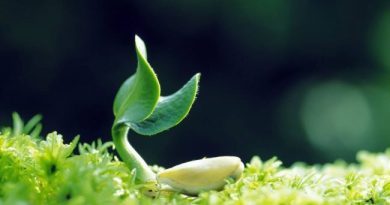 Представлены генетически модифицированные «умные» растения