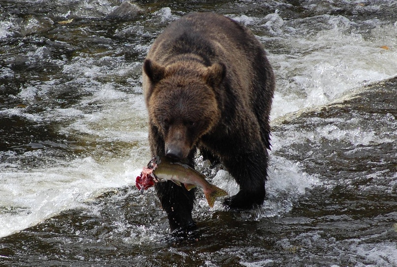 Жизнь про медведя. Среда обитания бурого медведя. Бурый медведь обитает. Бурый медведь обитание. Медведь ловит рыбу.